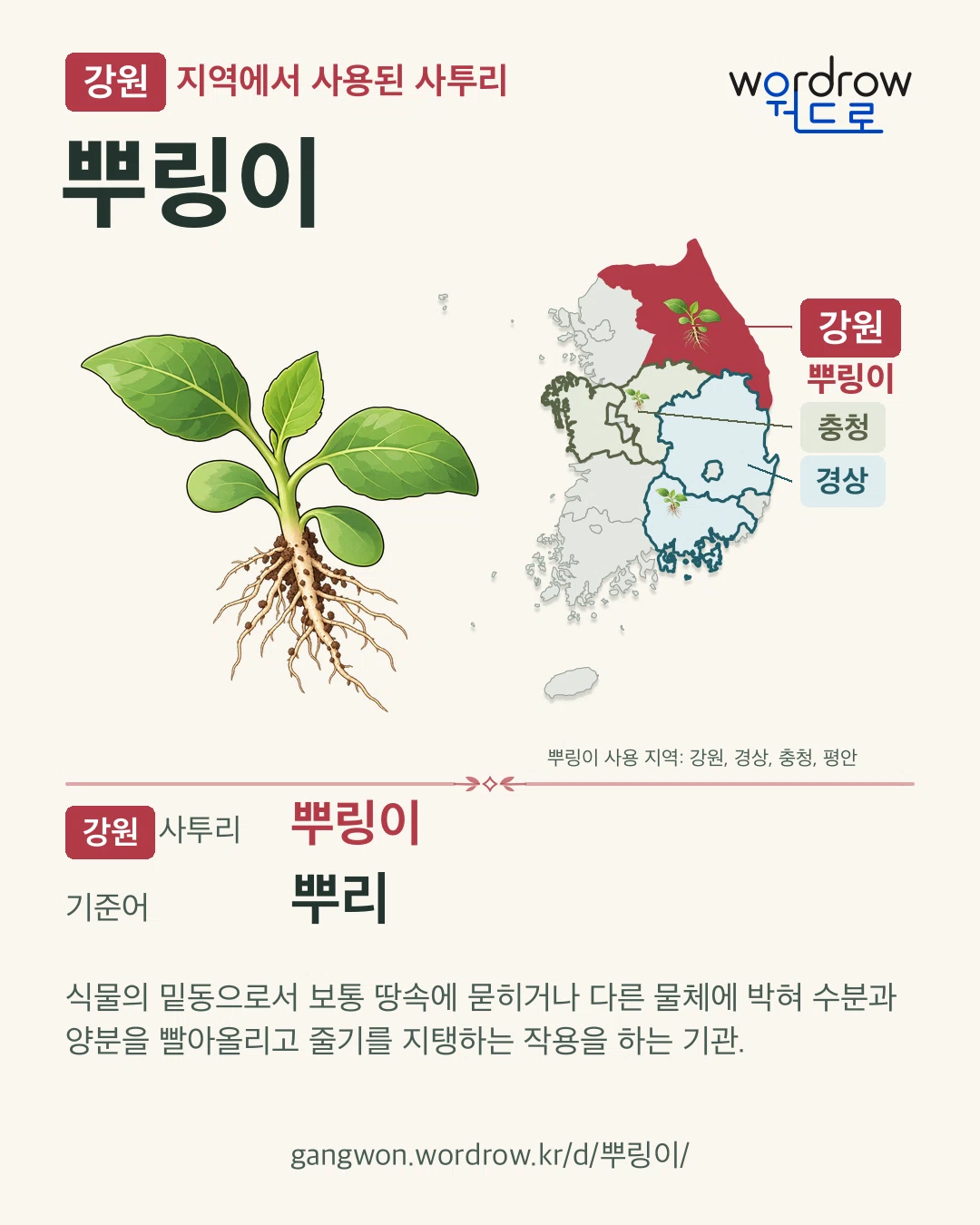 강원 지역에서 사용된 사투리 ‘뿌링이’. 기준어: 뿌리. 기록 지역을 표시한 카툰 삽화와 지도 카드.