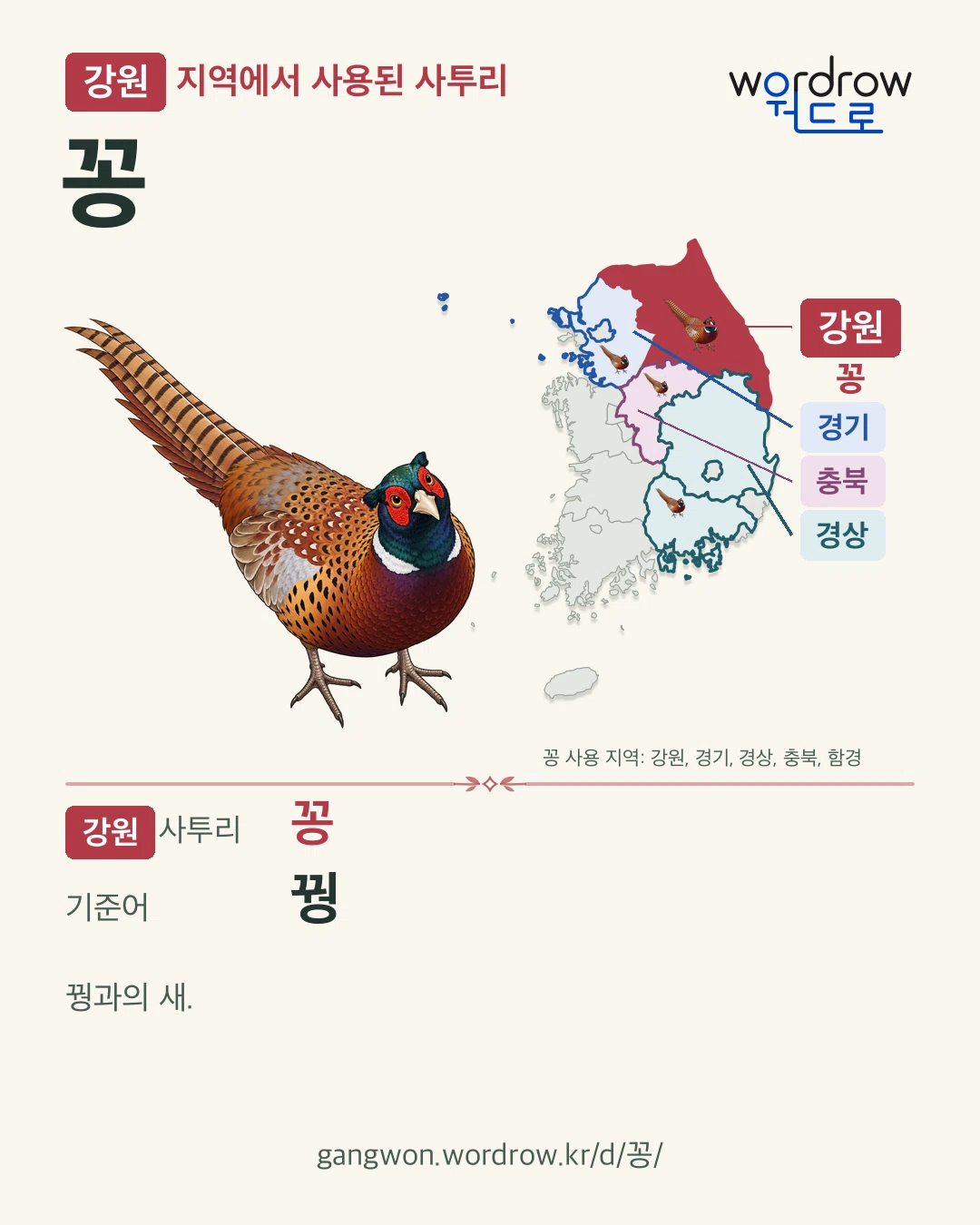 강원 지역에서 사용된 사투리 ‘꽁’. 기준어: 꿩. 기록 지역을 표시한 카툰 삽화와 지도 카드.