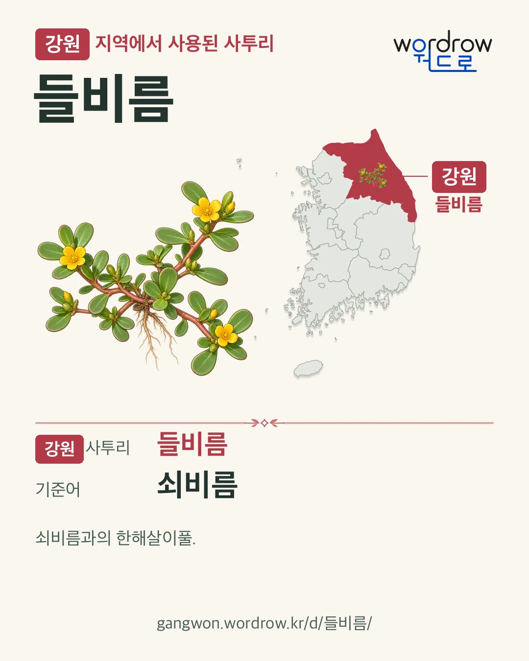 강원 지역에서 사용된 사투리 ‘들비름’. 기준어: 쇠비름. 기록 지역을 표시한 카툰 삽화와 지도 카드.