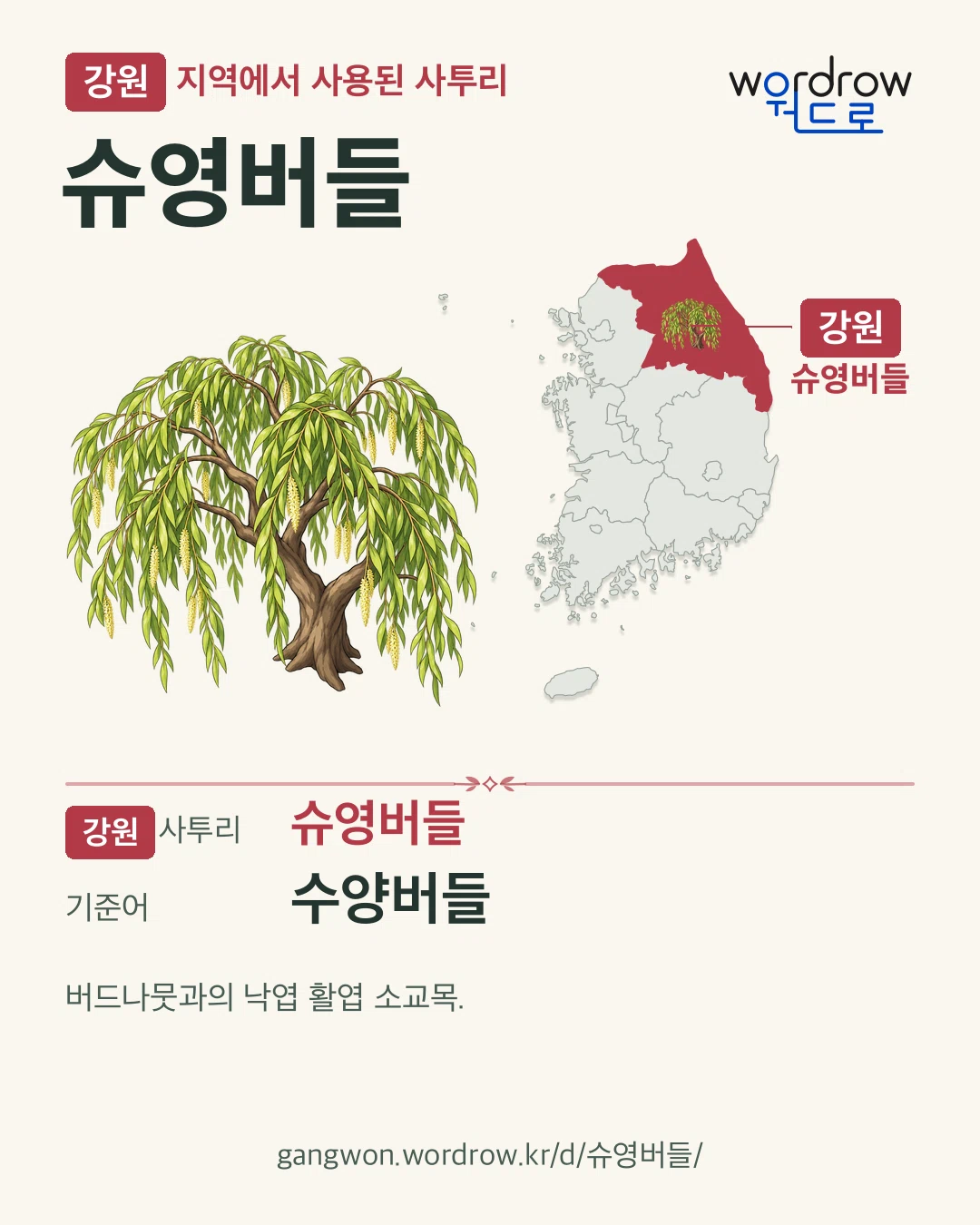 강원 지역에서 사용된 사투리 ‘슈영버들’. 기준어: 수양버들. 기록 지역을 표시한 카툰 삽화와 지도 카드.