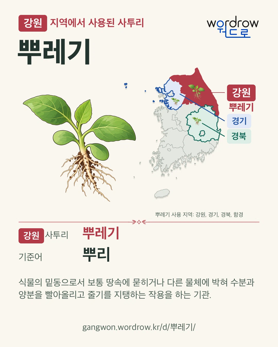 강원 지역에서 사용된 사투리 ‘뿌레기’. 기준어: 뿌리. 기록 지역을 표시한 카툰 삽화와 지도 카드.