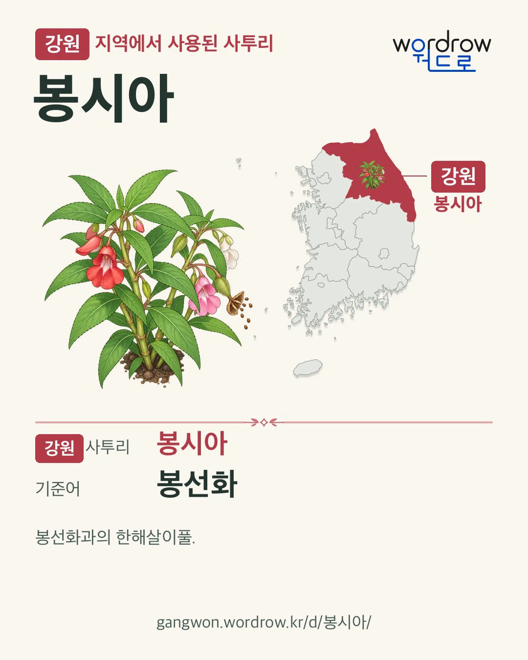 강원 지역에서 사용된 사투리 ‘봉시아’. 기준어: 봉선화. 기록 지역을 표시한 카툰 삽화와 지도 카드.