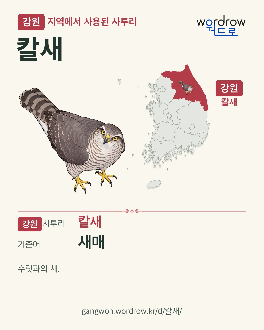 강원 지역에서 사용된 사투리 ‘칼새’. 기준어: 새매. 기록 지역을 표시한 카툰 삽화와 지도 카드.