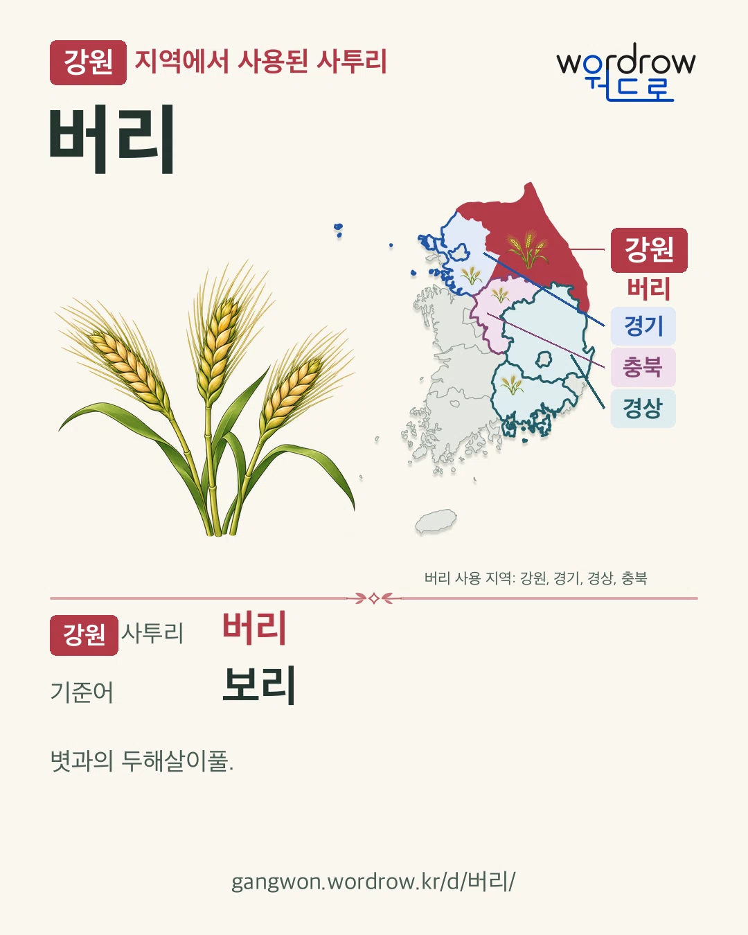 강원 지역에서 사용된 사투리 ‘버리’. 기준어: 보리. 기록 지역을 표시한 카툰 삽화와 지도 카드.