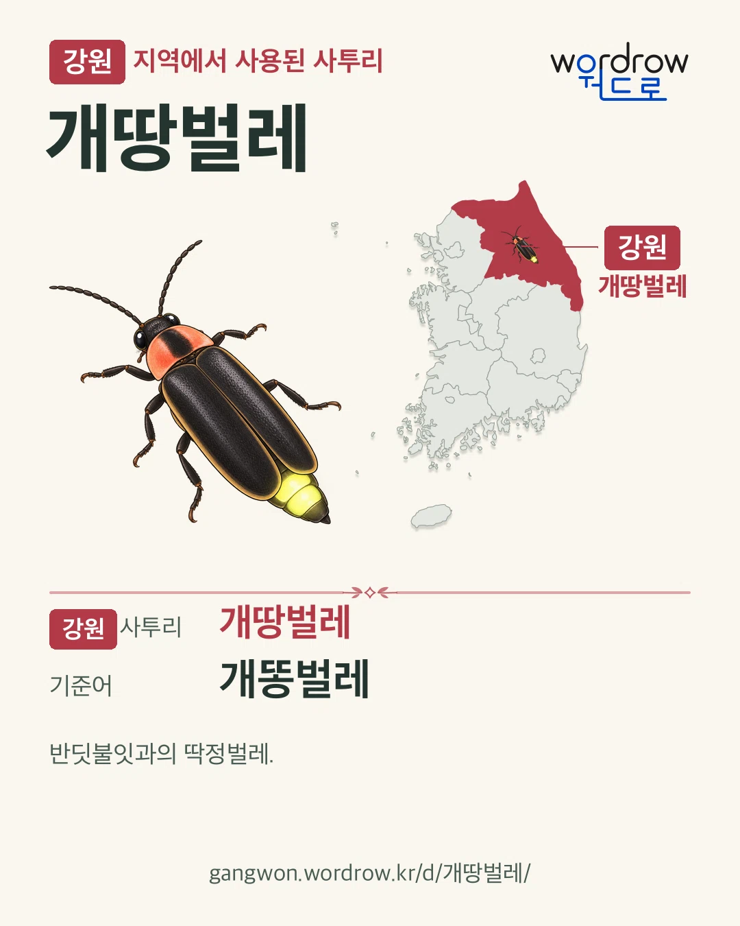 강원 지역에서 사용된 사투리 ‘개땅벌레’. 기준어: 개똥벌레. 기록 지역을 표시한 카툰 삽화와 지도 카드.