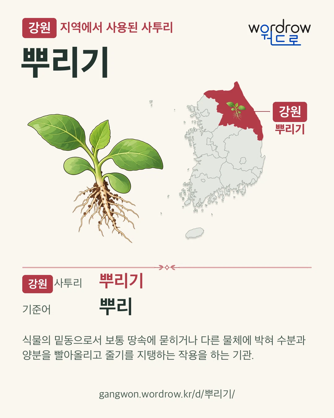 강원 지역에서 사용된 사투리 ‘뿌리기’. 기준어: 뿌리. 기록 지역을 표시한 카툰 삽화와 지도 카드.