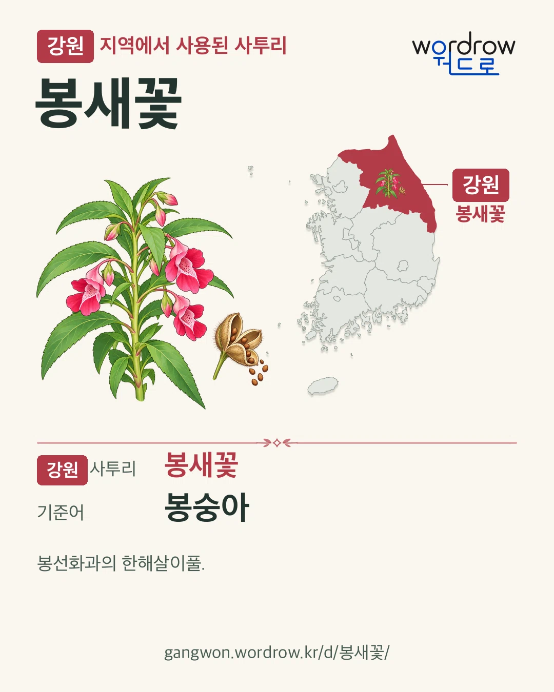 강원 지역에서 사용된 사투리 ‘봉새꽃’. 기준어: 봉숭아. 기록 지역을 표시한 카툰 삽화와 지도 카드.