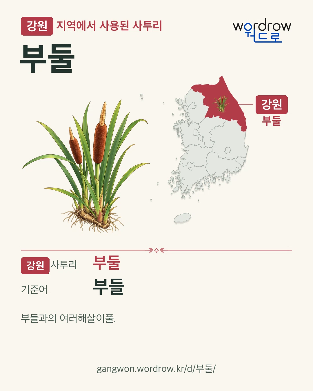 강원 지역에서 사용된 사투리 ‘부둘’. 기준어: 부들. 기록 지역을 표시한 카툰 삽화와 지도 카드.
